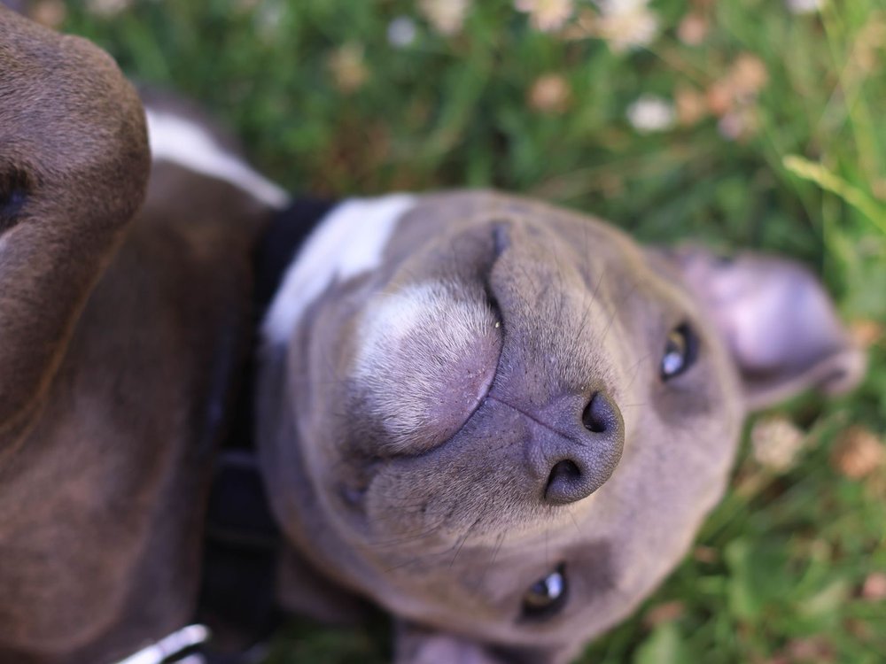 A happy dog