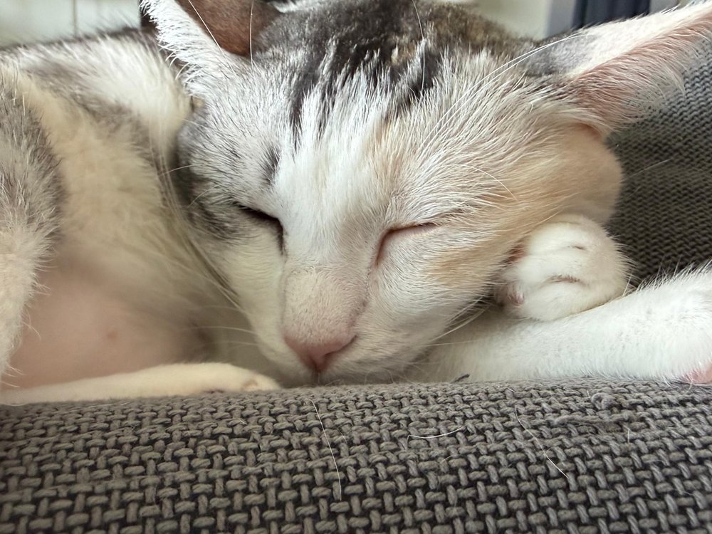 A cat curled up fast asleep