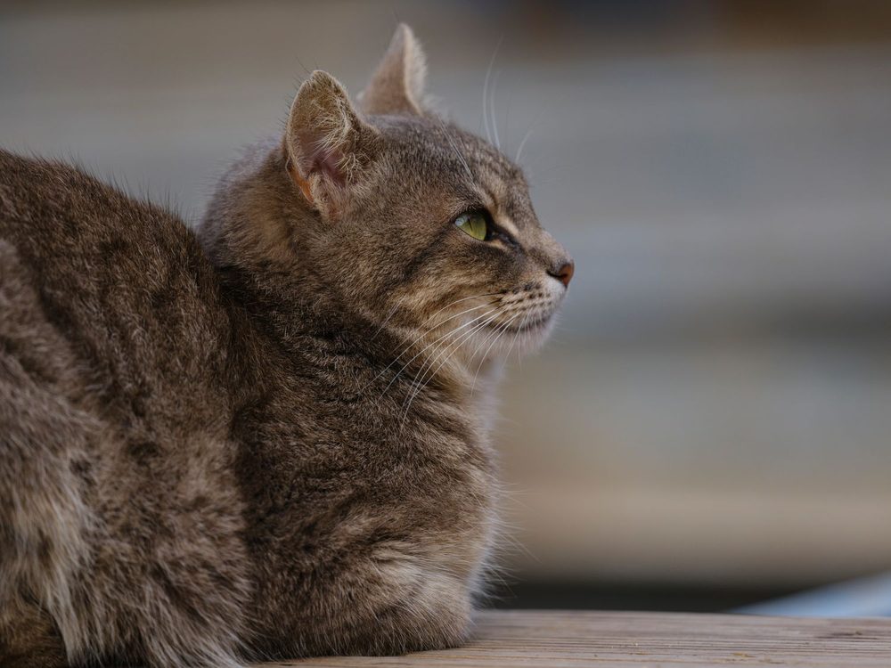一只安静休息的虎斑猫