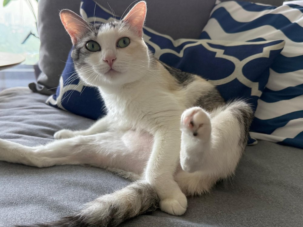 An alert, healthy cat sitting up