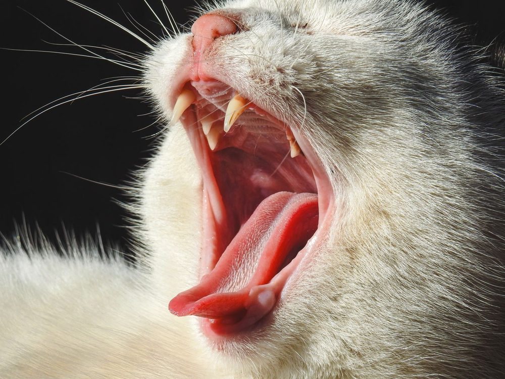 A cat yawning, showing its teeth