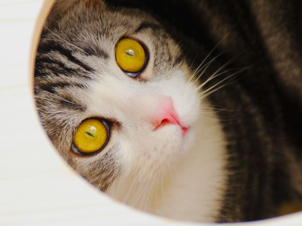 A curious cat peering closely