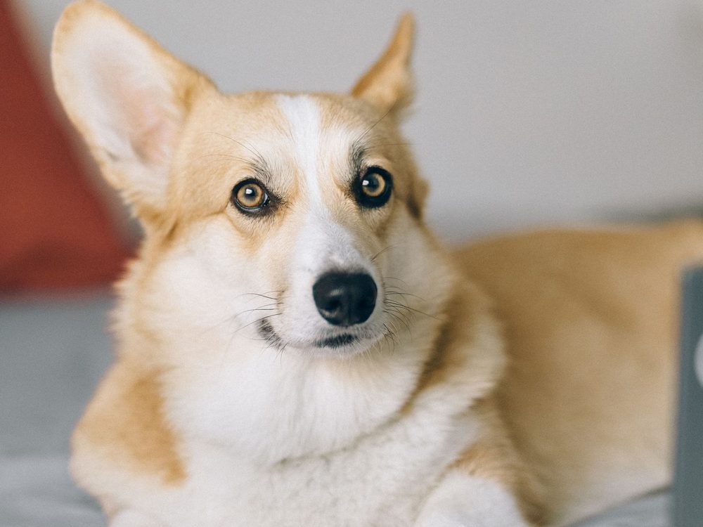 A curious corgi looking at the camera