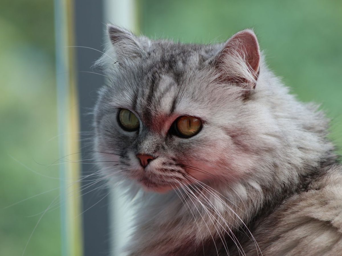 A calm cat β feline medicine and surgery at Gasing Veterinary Hospital