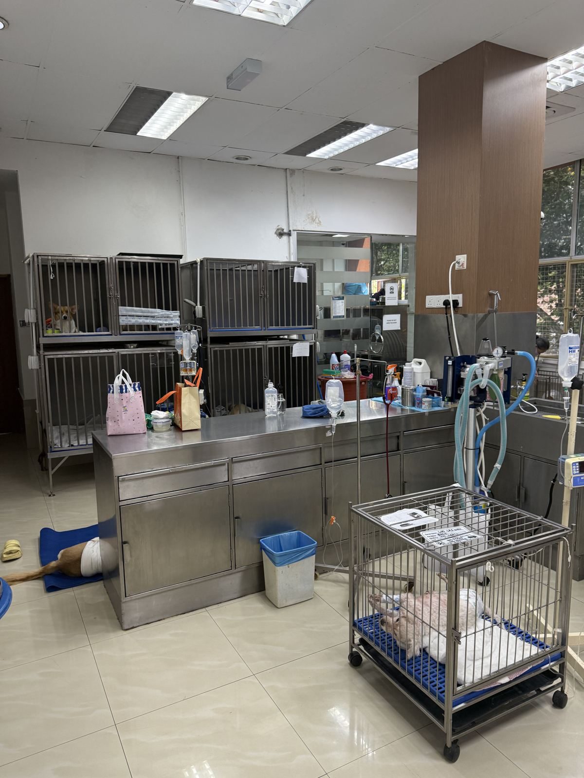 Intensive care ward with stainless patient bays