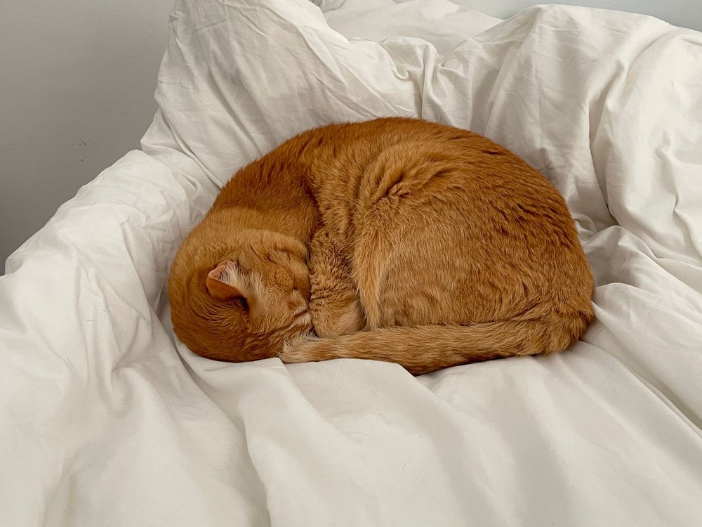 A ginger cat curled up asleep on soft white bedding
