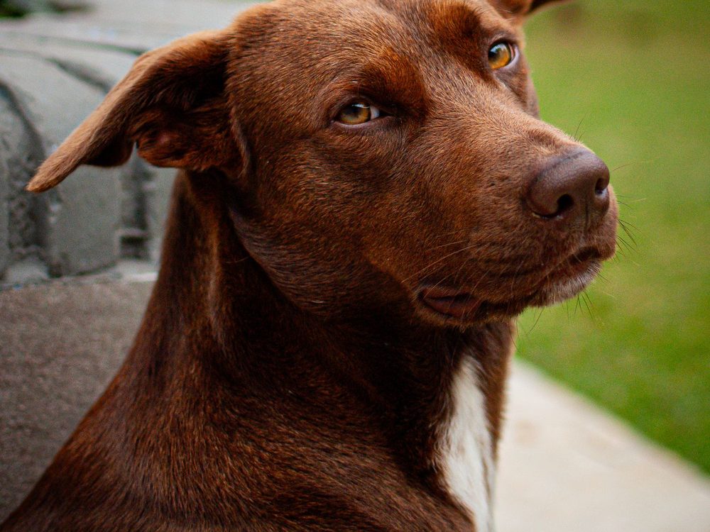 Seekor anjing yang sihat dan gembira