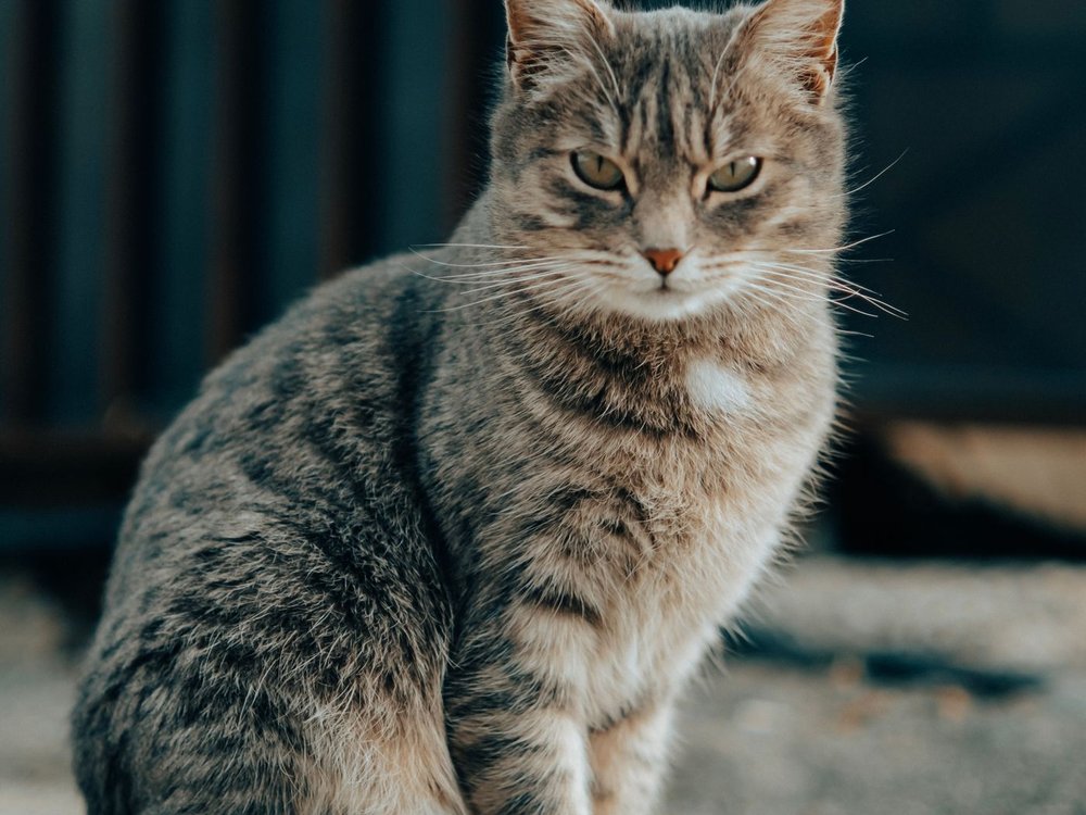 A tabby cat sitting calmly