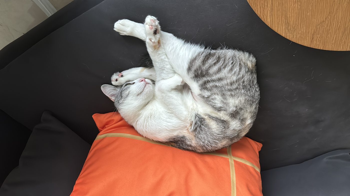 Kuching napping belly-up on a cushion