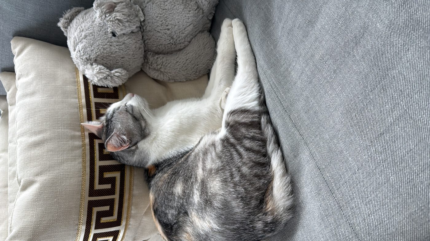 Kuching cuddling her koala plushie