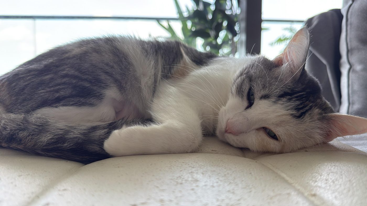 Kuching lounging by the window in the sun