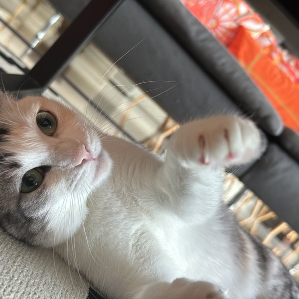 Kuching the cat — Trusty Tails mascot