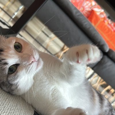 Kuching portrait