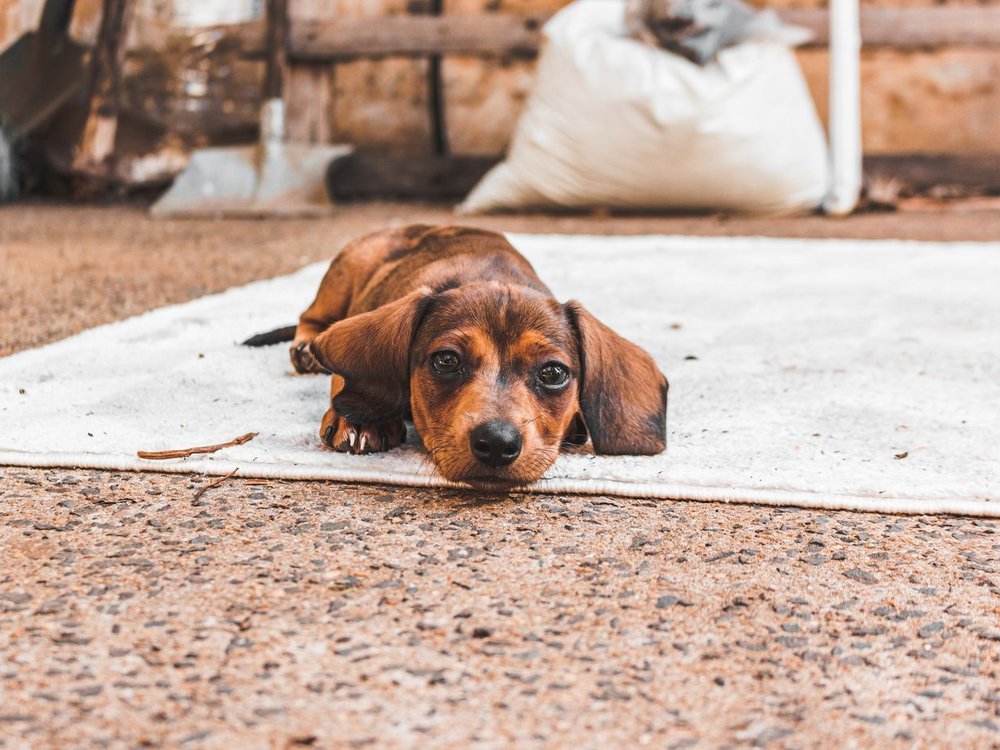 A dachshund lying down and looking up
