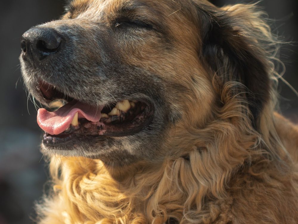 Seekor anjing tua yang lembut sedang berehat