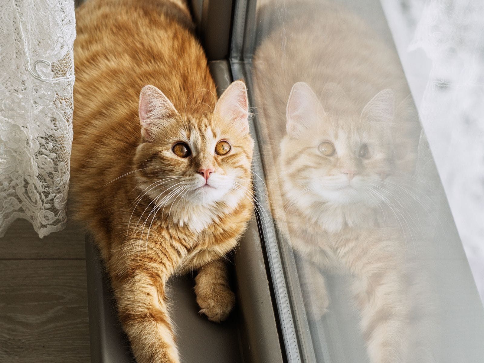 Calm cat companion