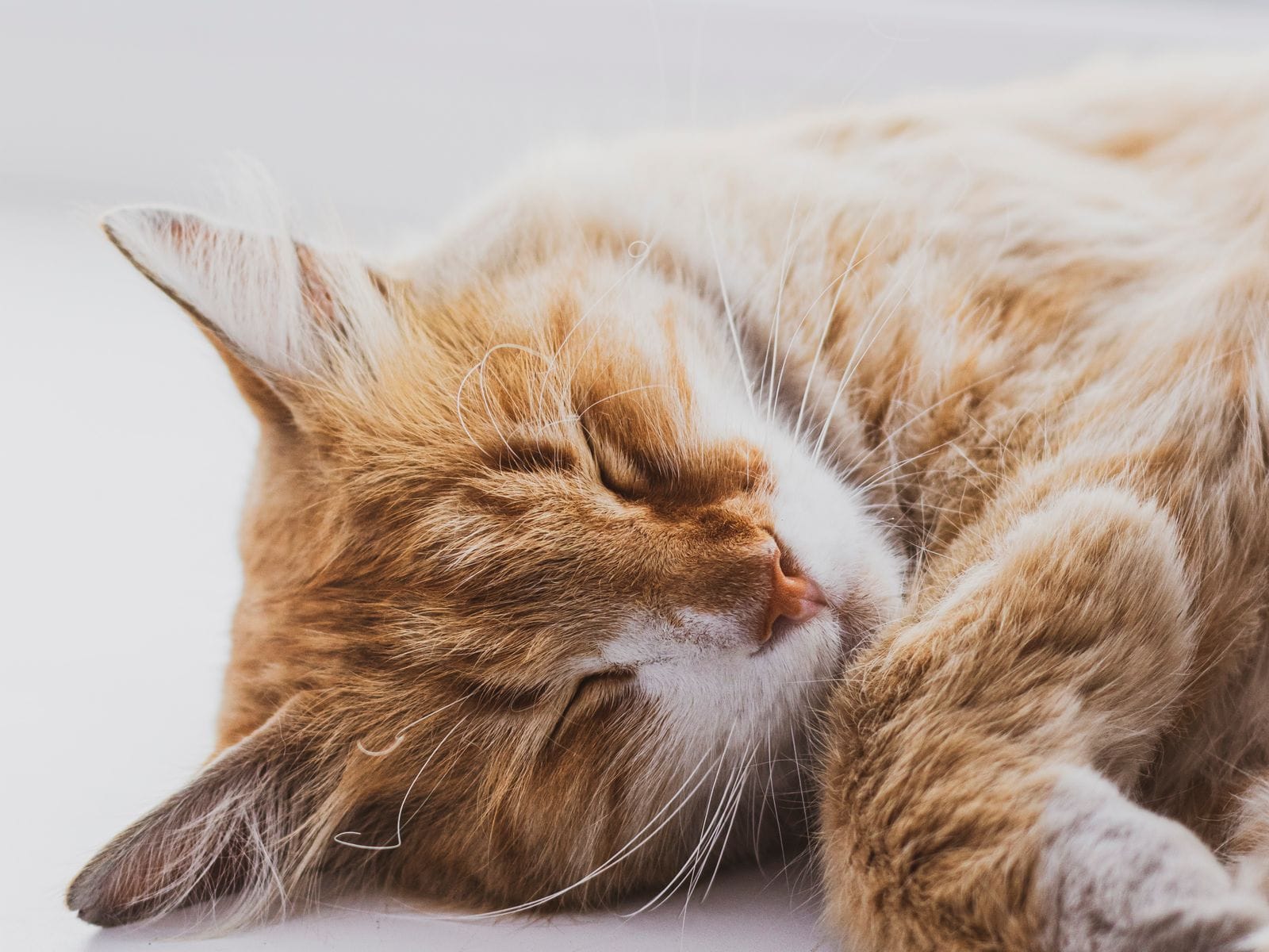 Calm cat companion