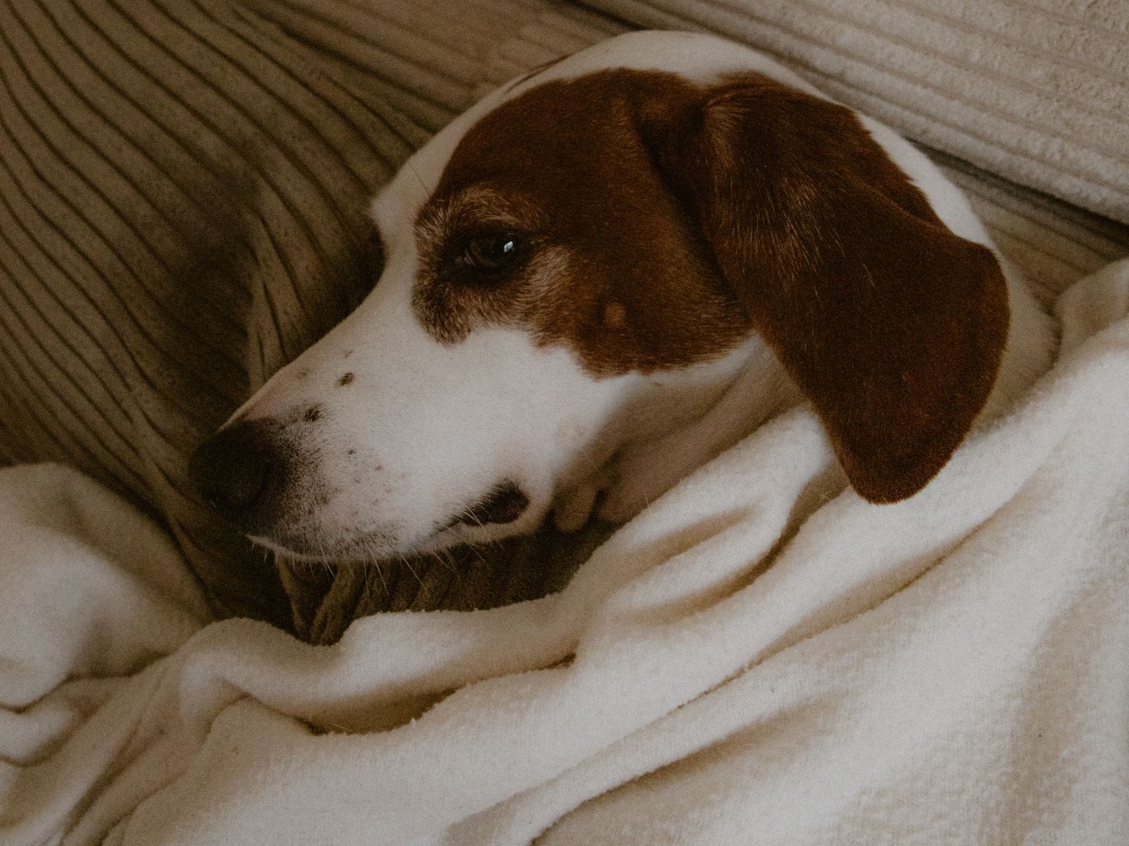 Calm dog companion