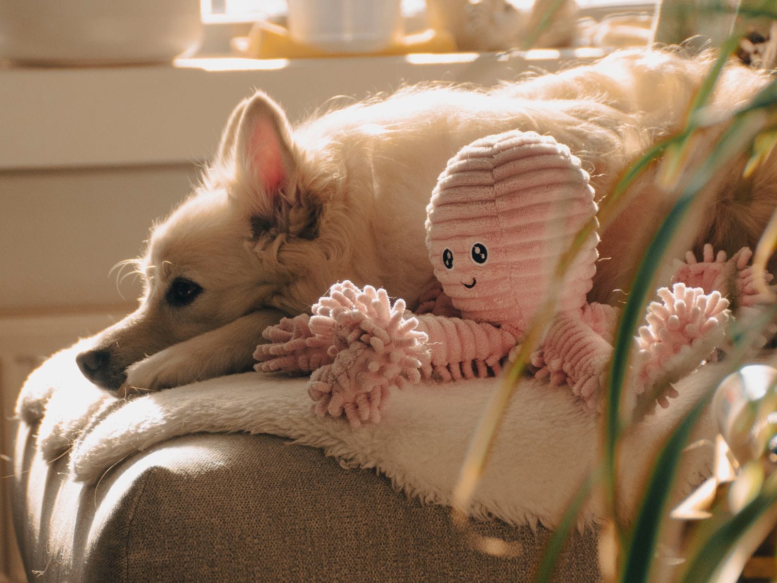 Calm dog companion