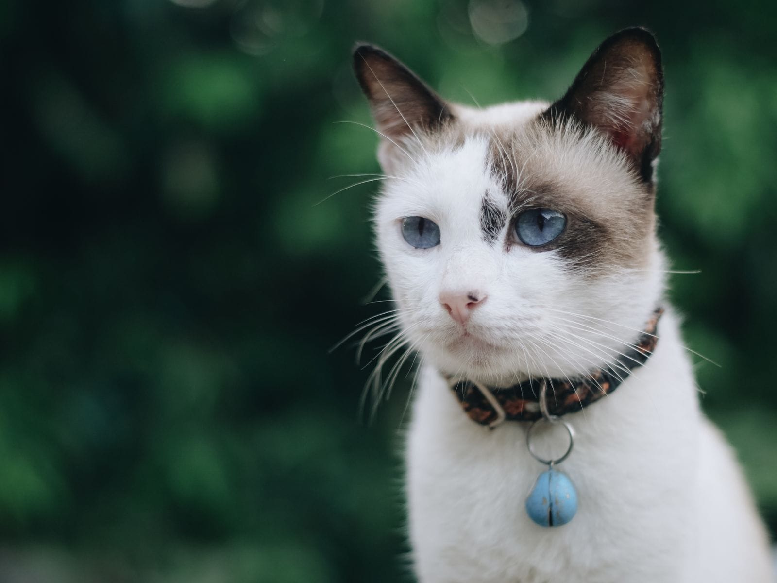 Calm cat companion