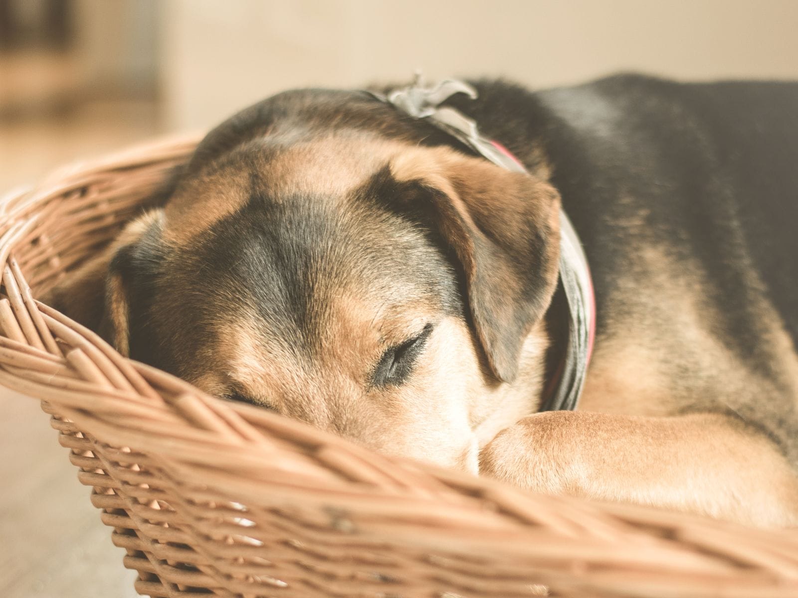 Calm puppy companion