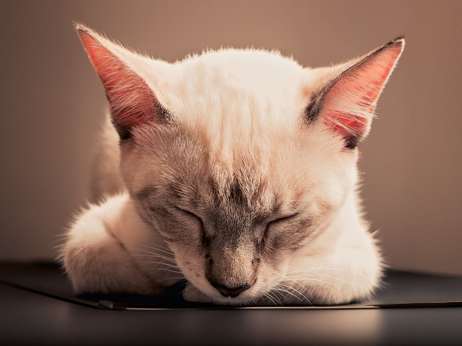 Calm cat companion