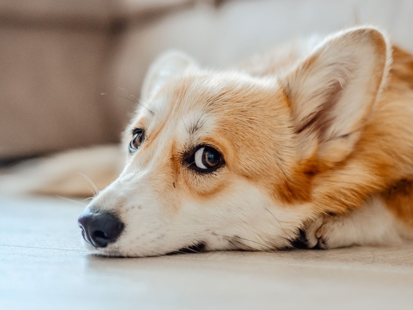 Calm dog companion