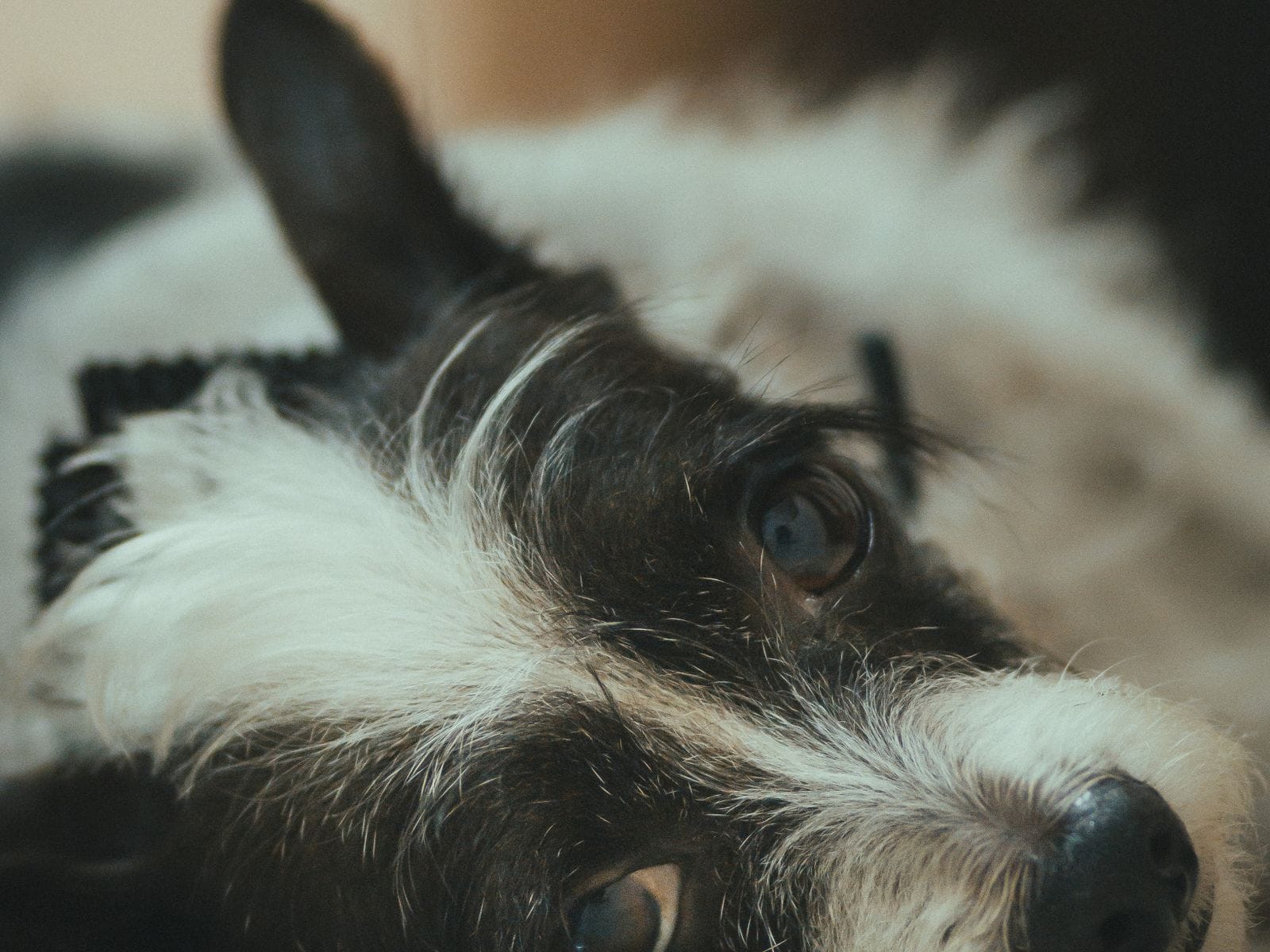 Calm dog companion