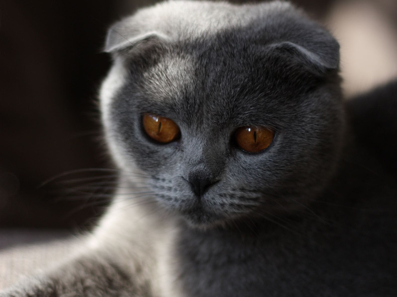 Calm cat companion