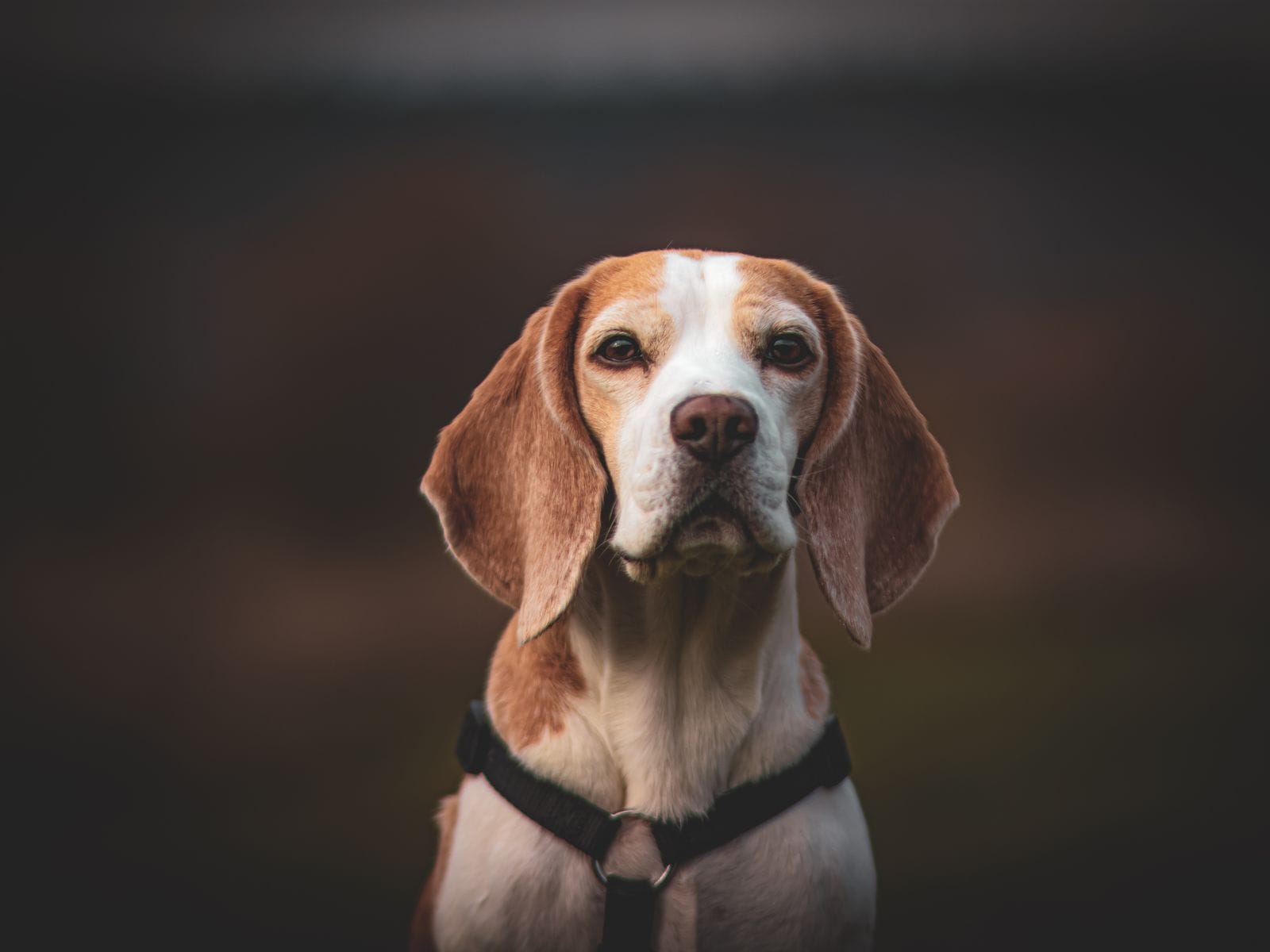 Calm dog companion