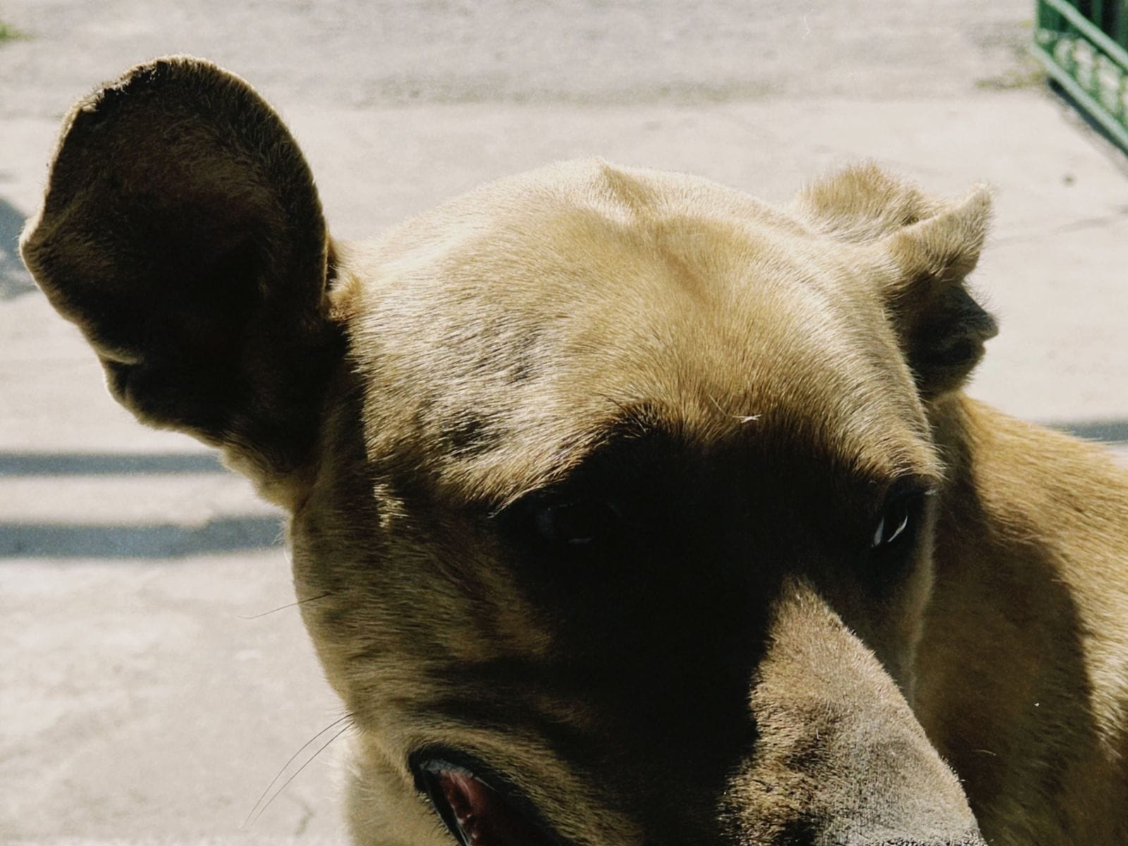 Calm dog companion