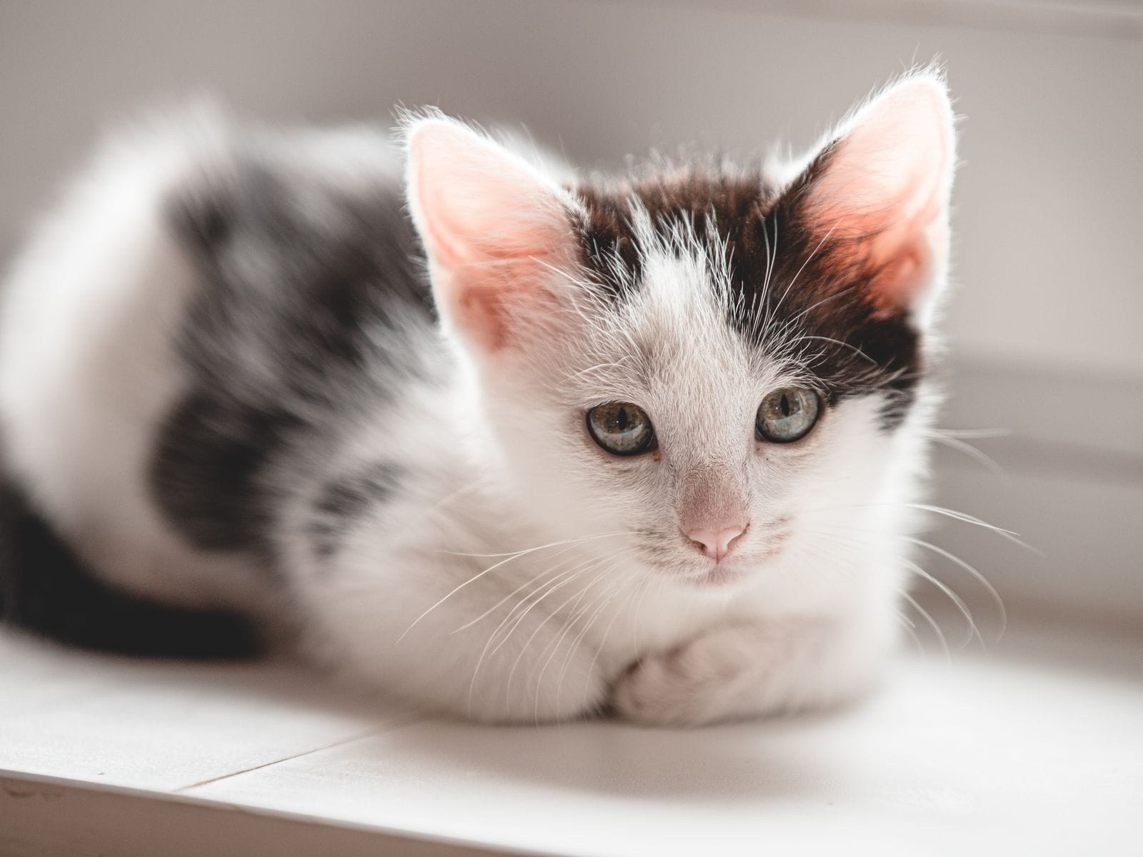 Calm cat companion