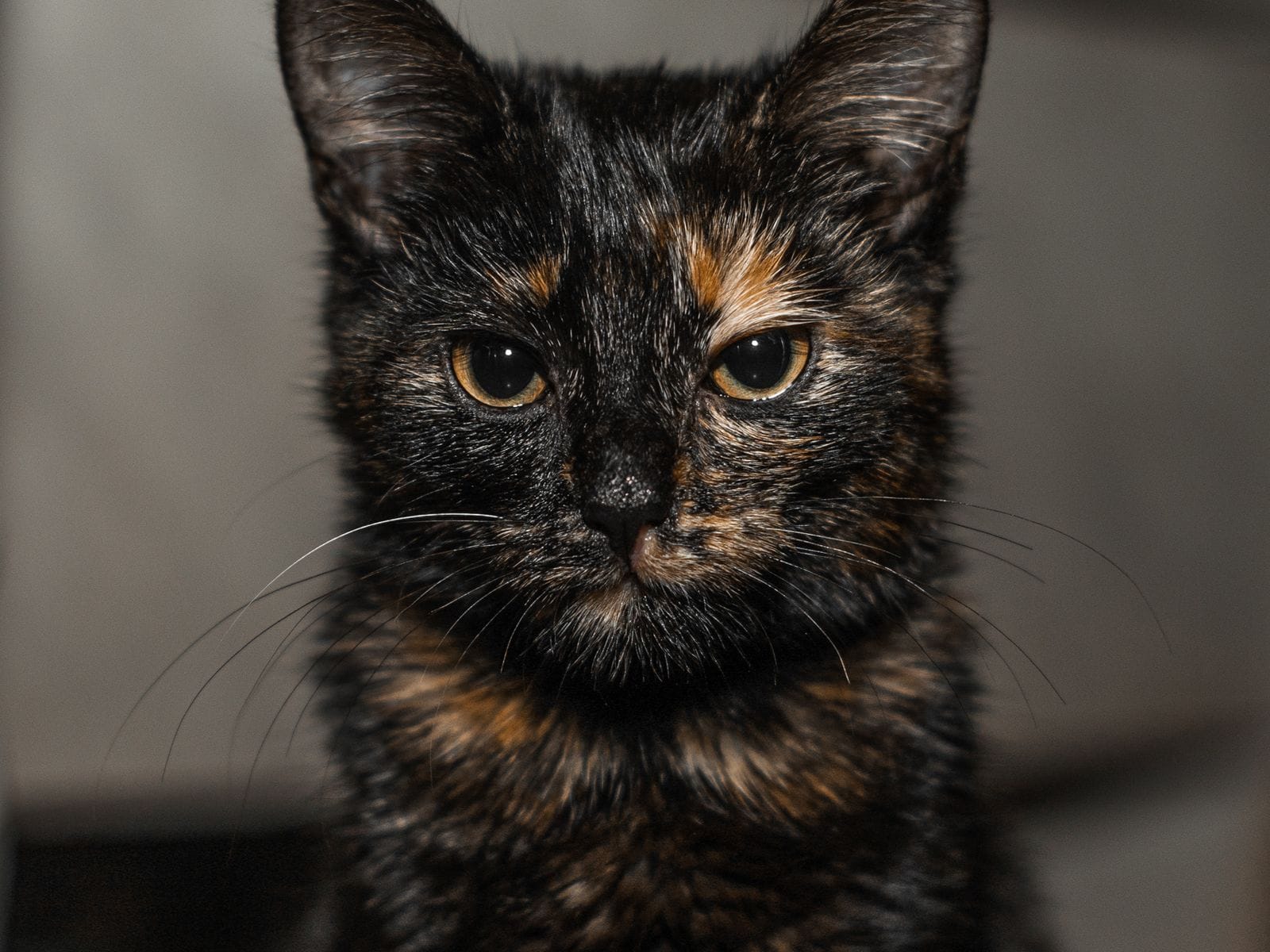 Calm cat companion
