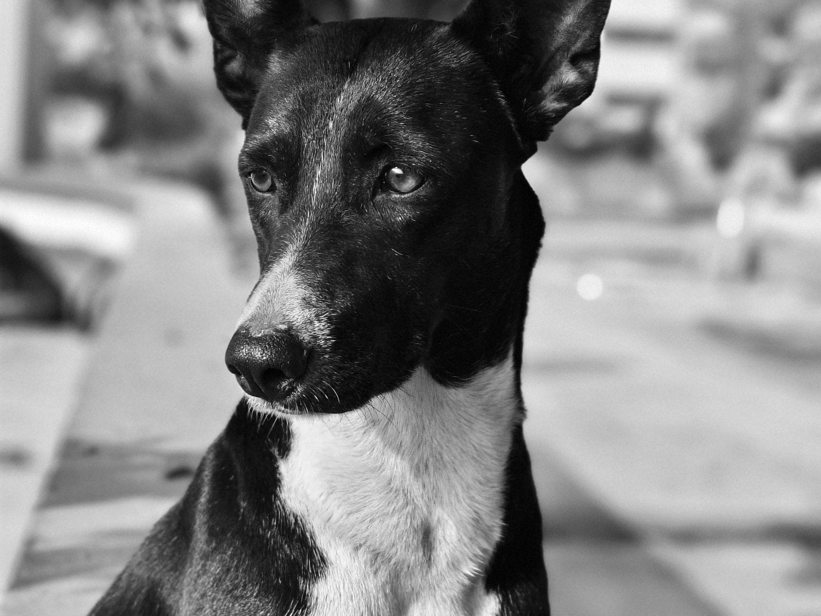 Calm dog companion