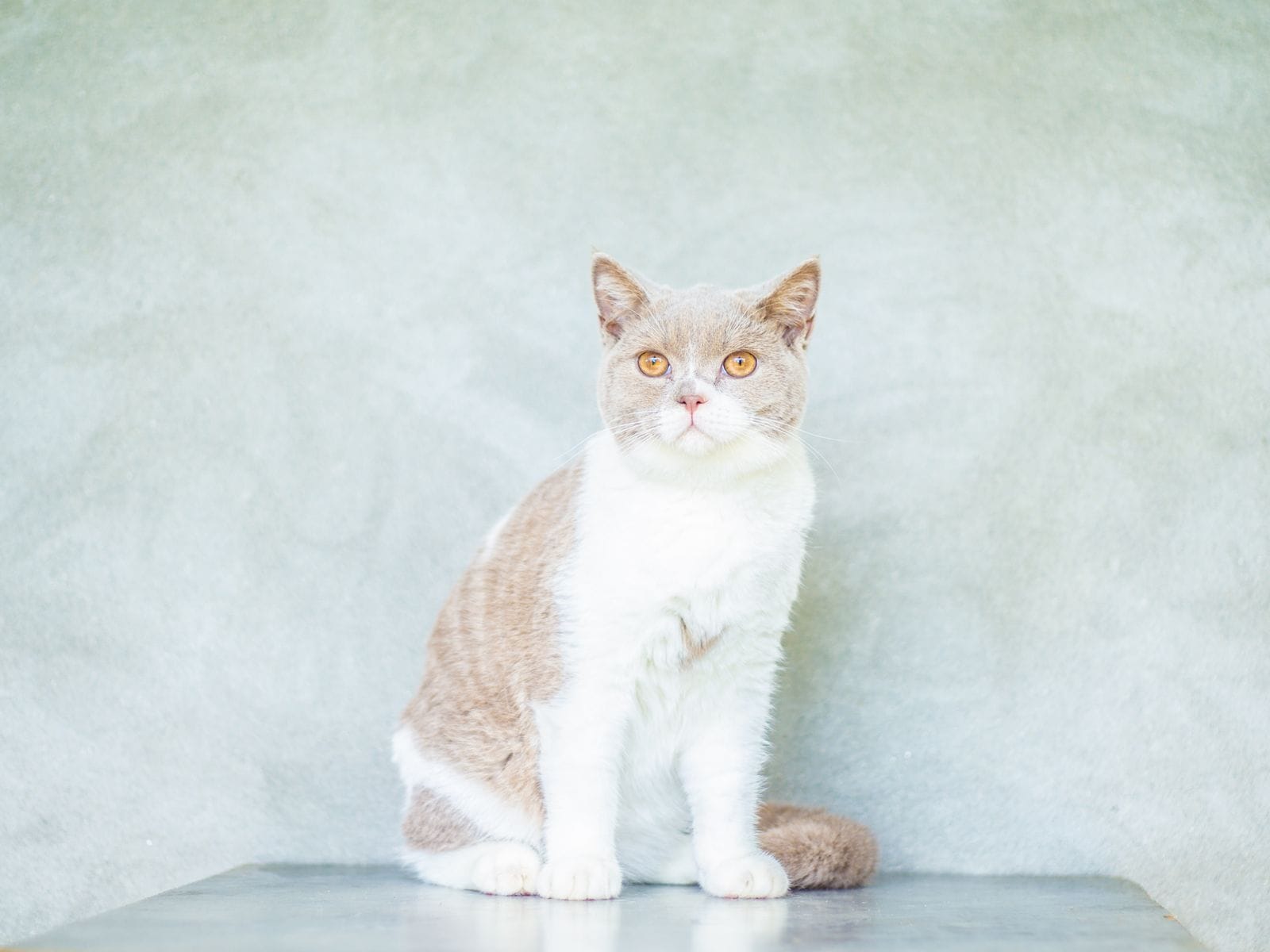 Calm cat companion