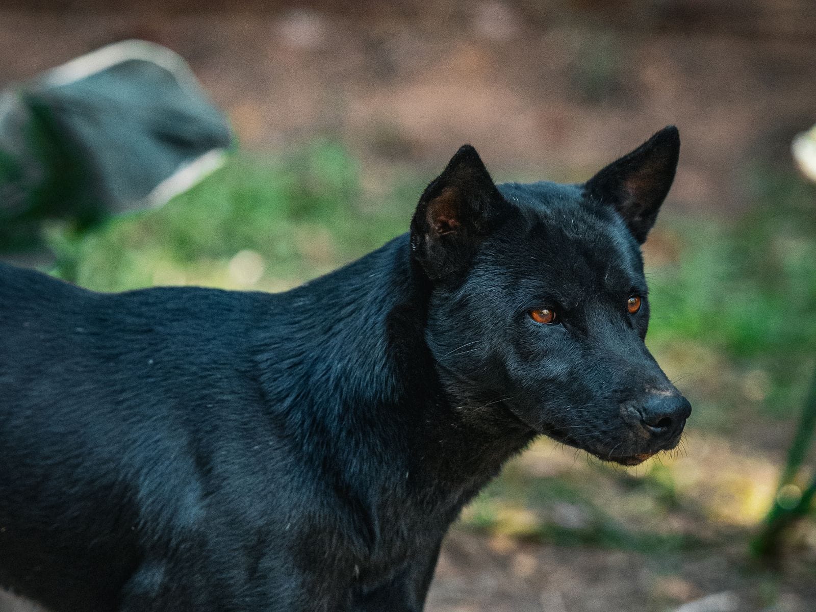 Calm dog companion
