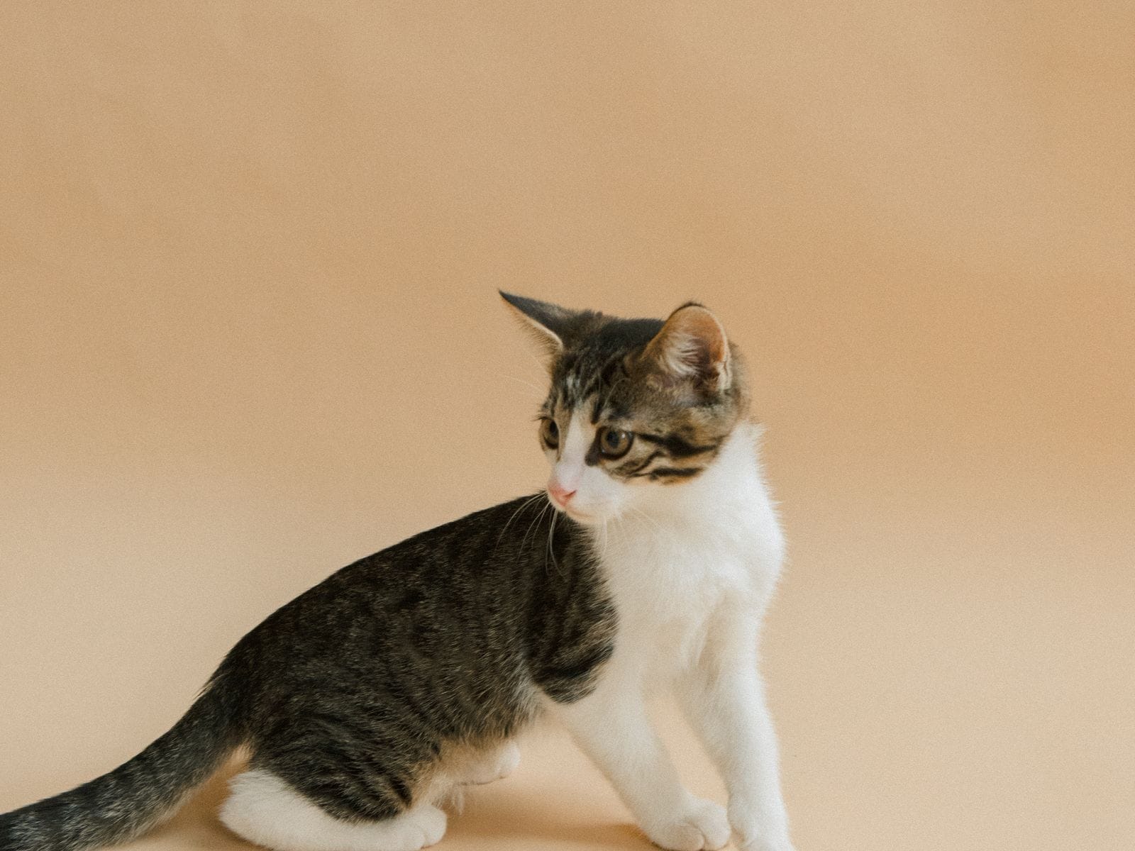 安静的猫咪