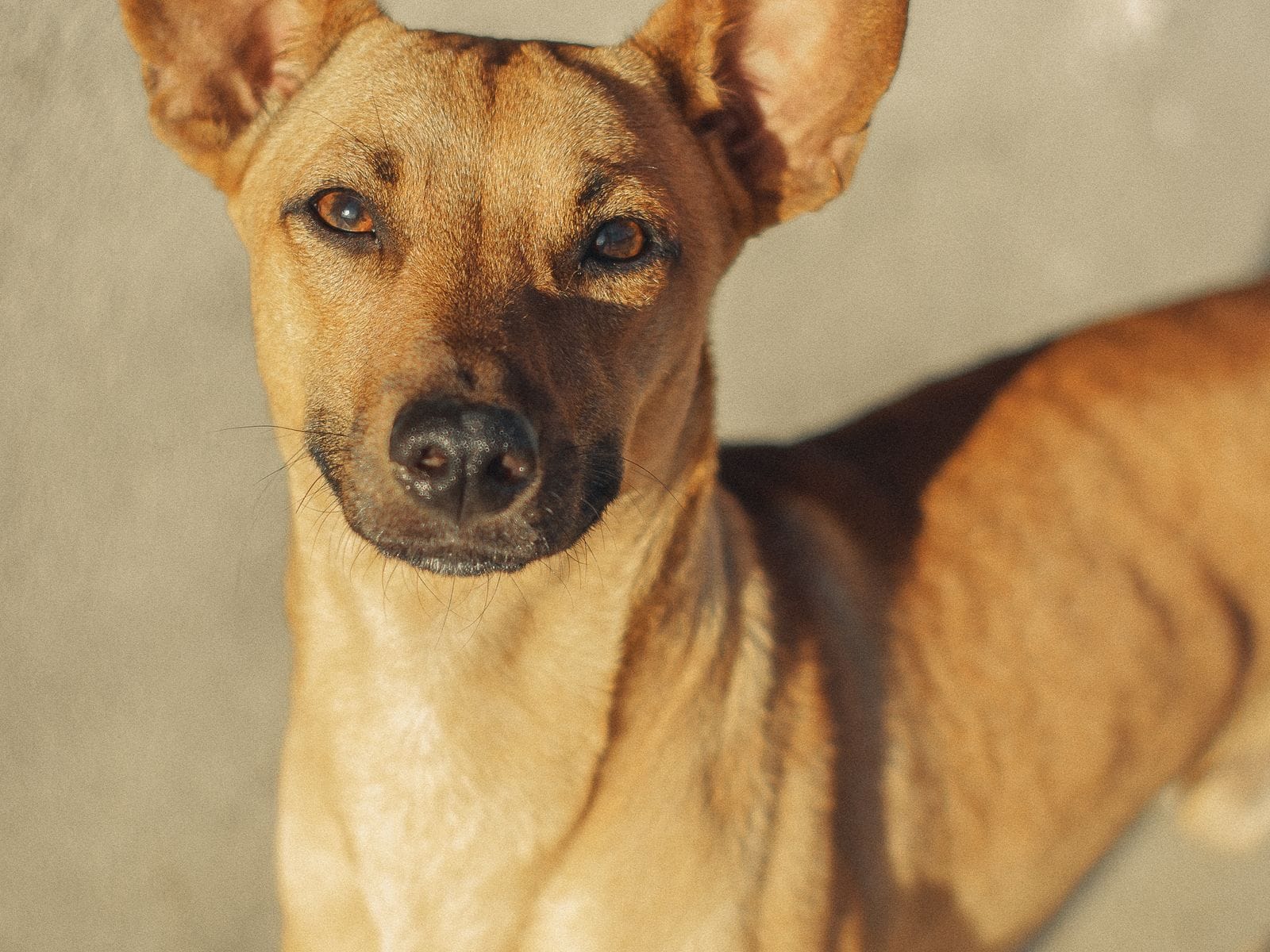 Calm dog companion