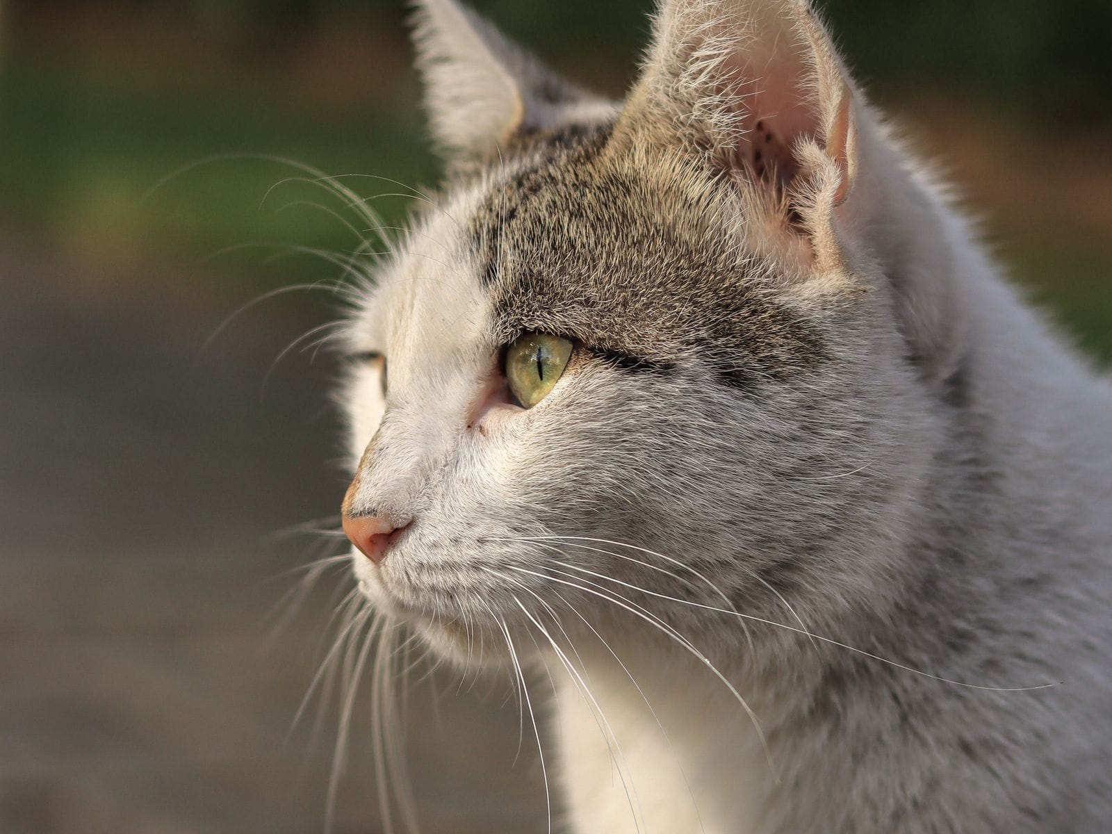 Calm cat companion