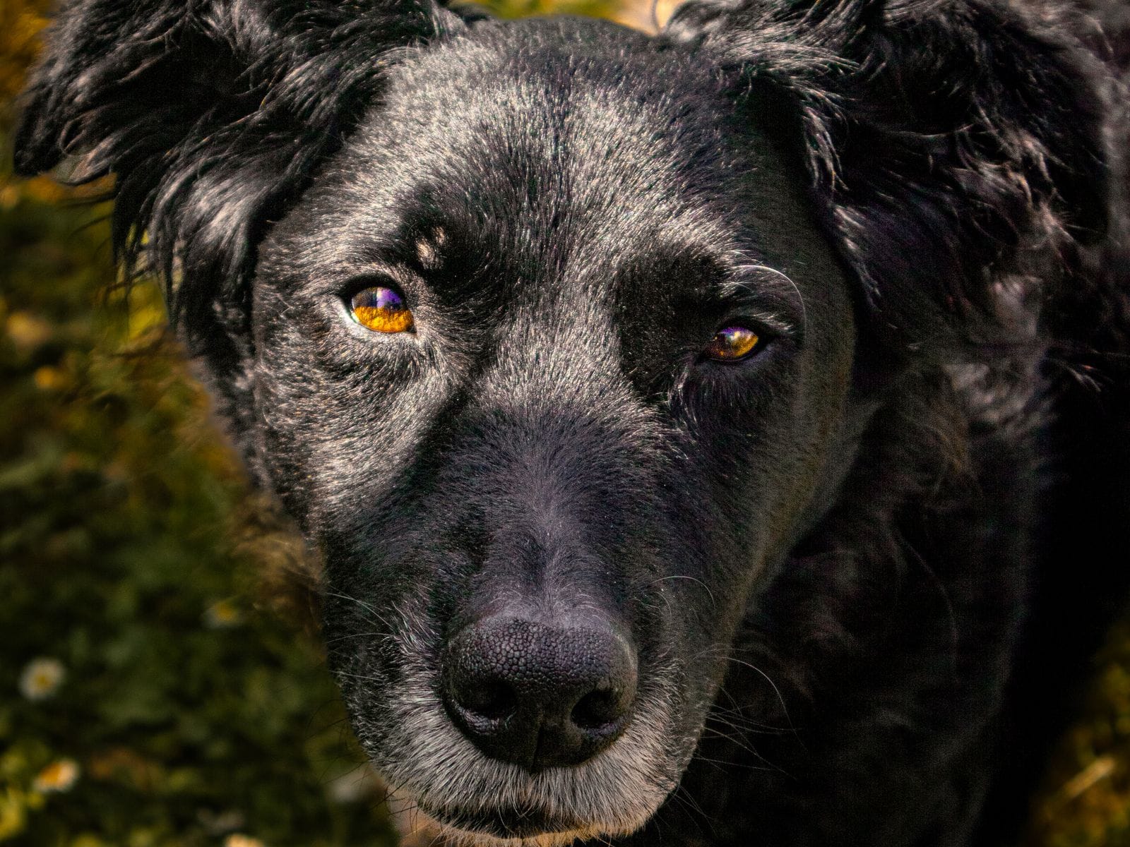 Calm dog companion