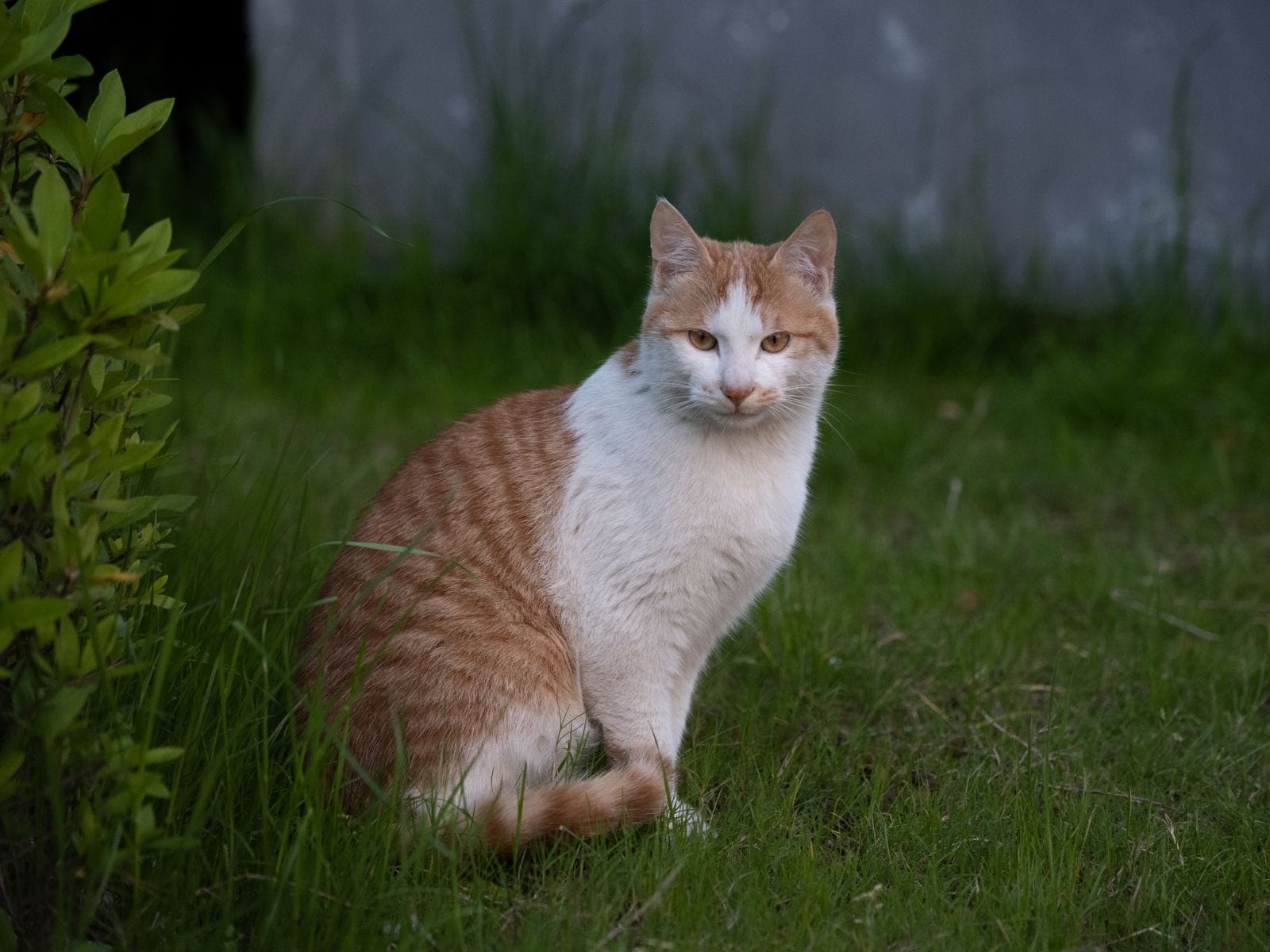 Calm cat companion