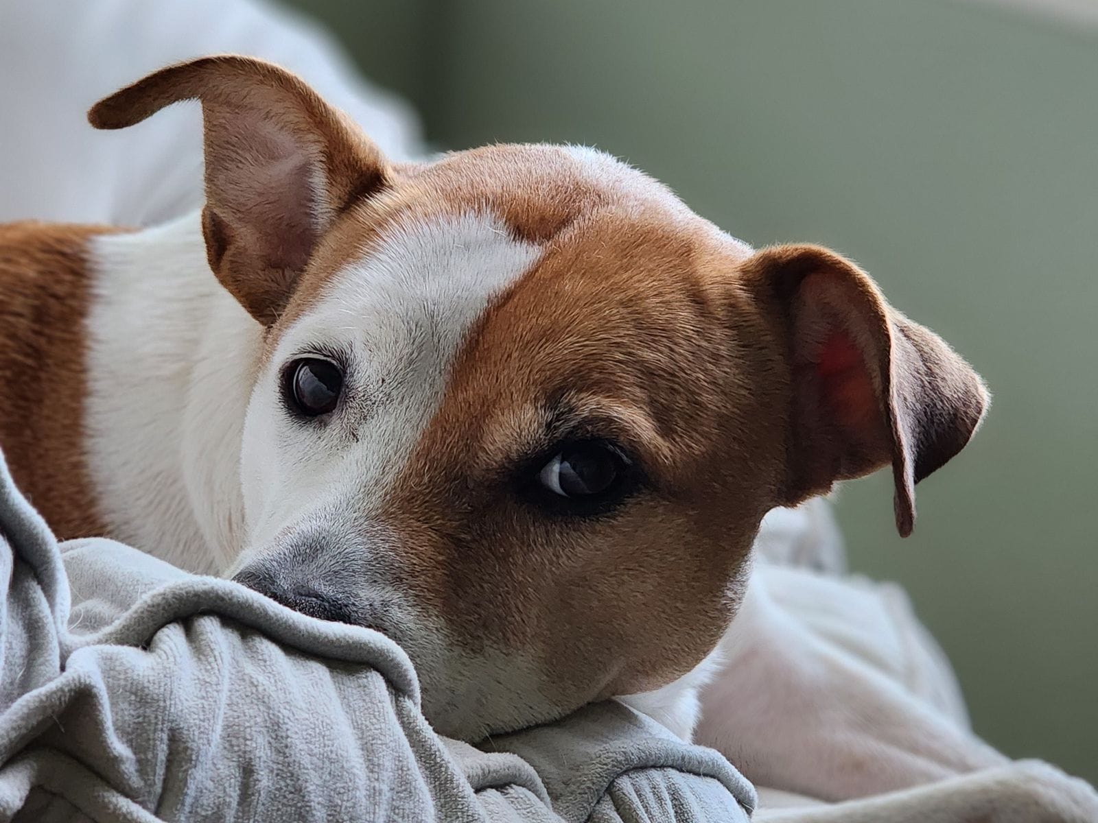 Calm dog companion