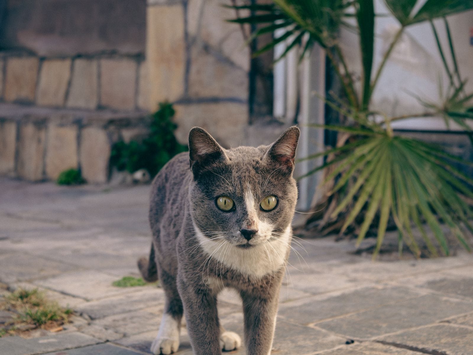 Calm cat companion