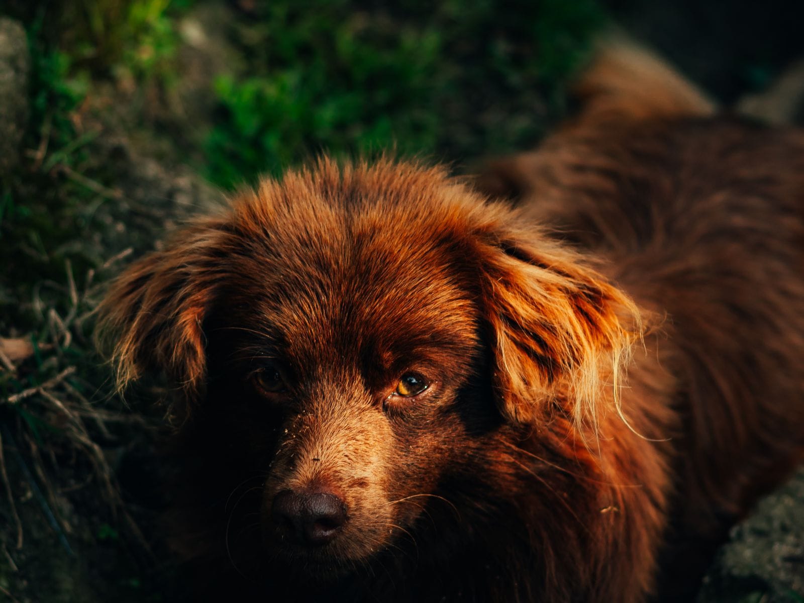 Calm dog companion