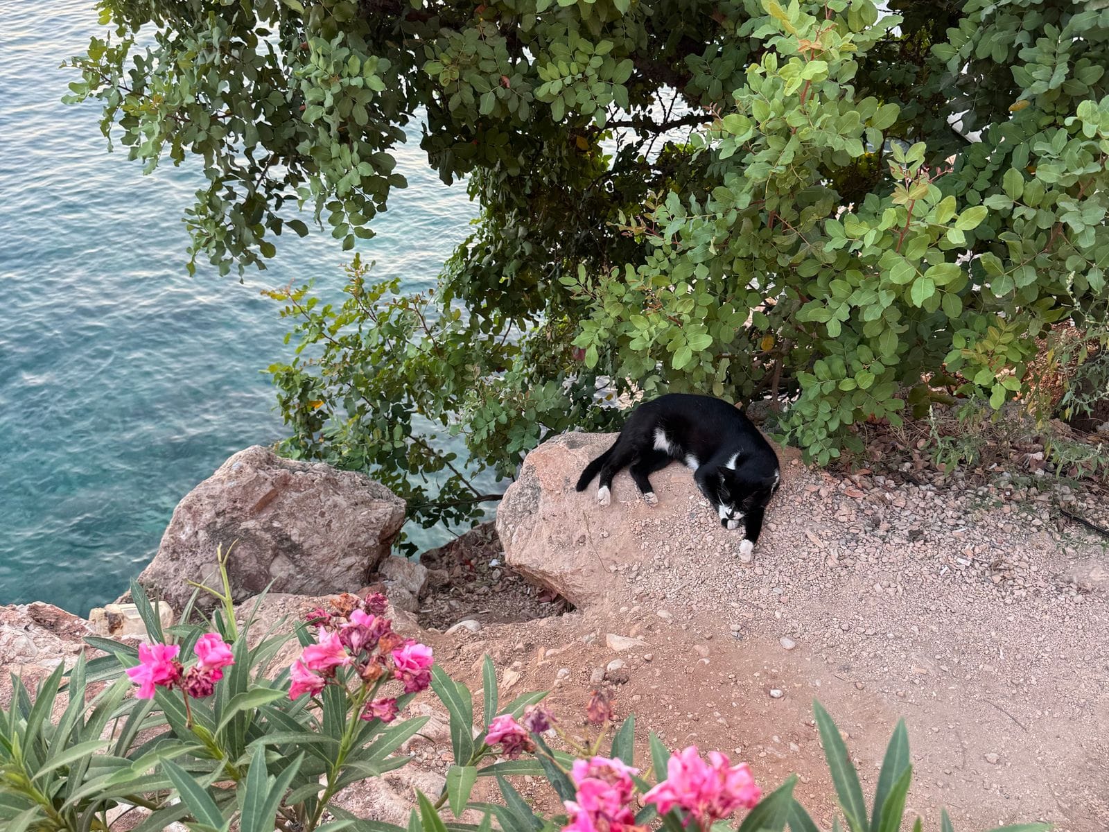 安静的猫咪
