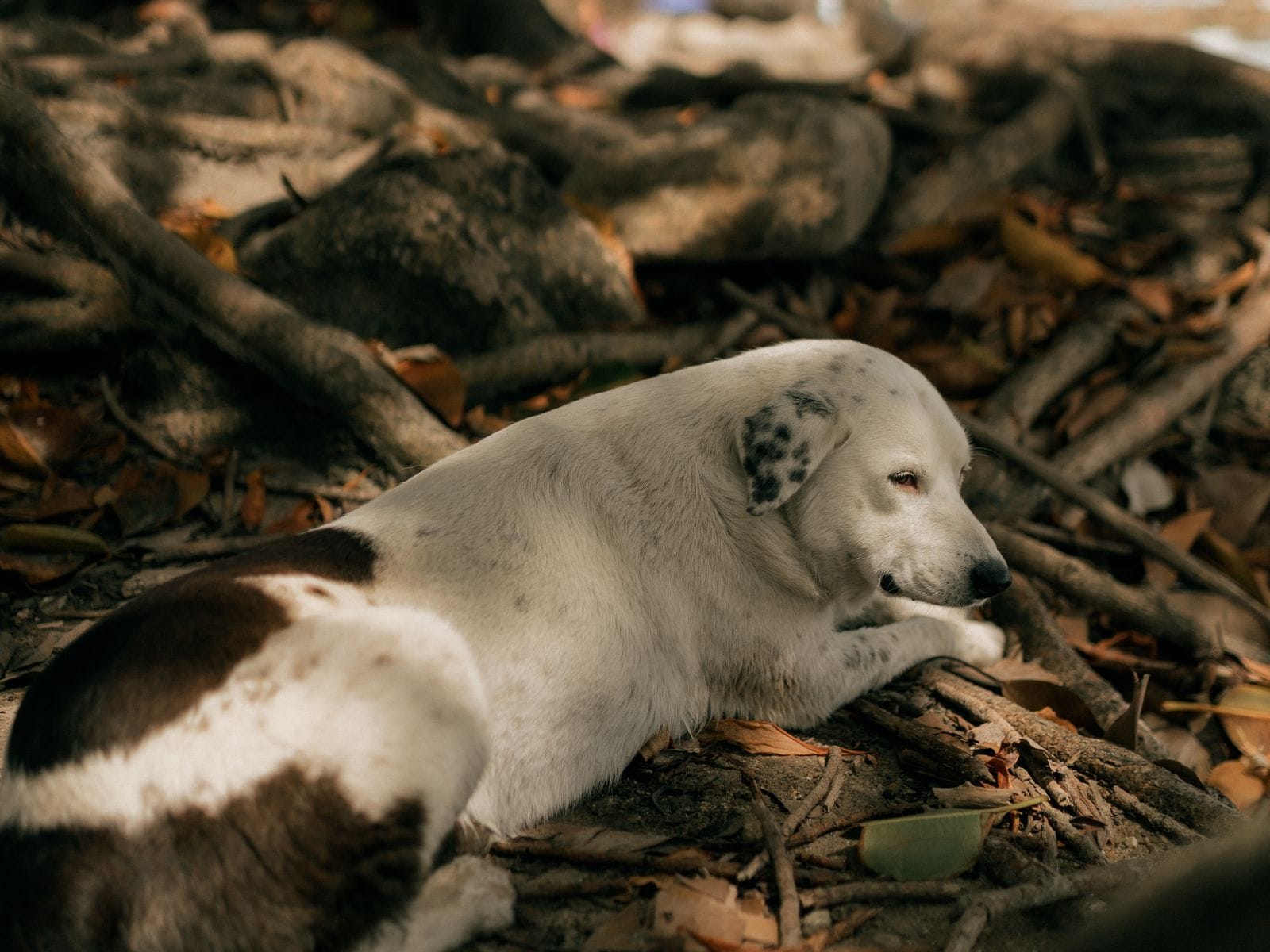 Calm dog companion