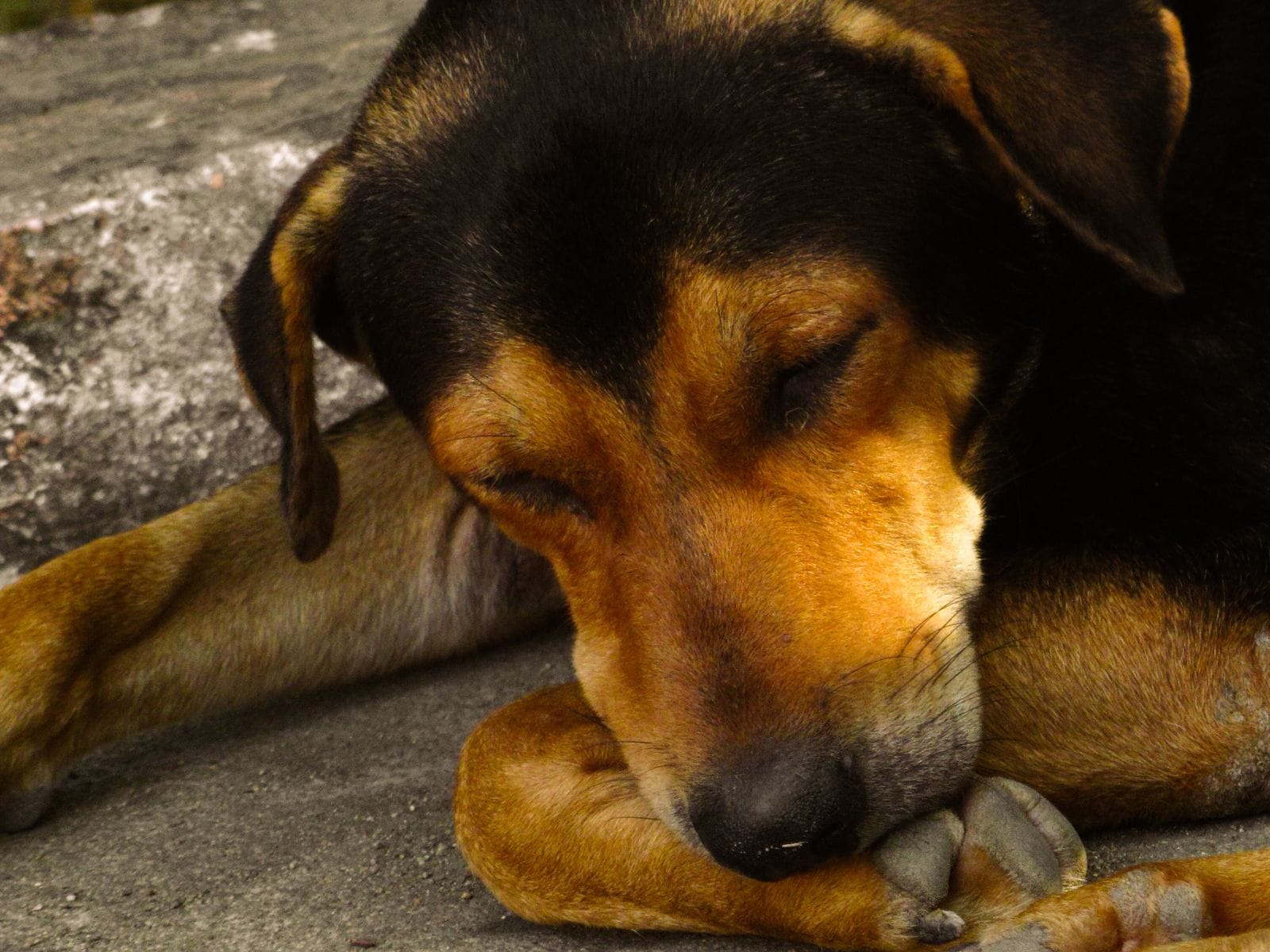 Calm dog companion
