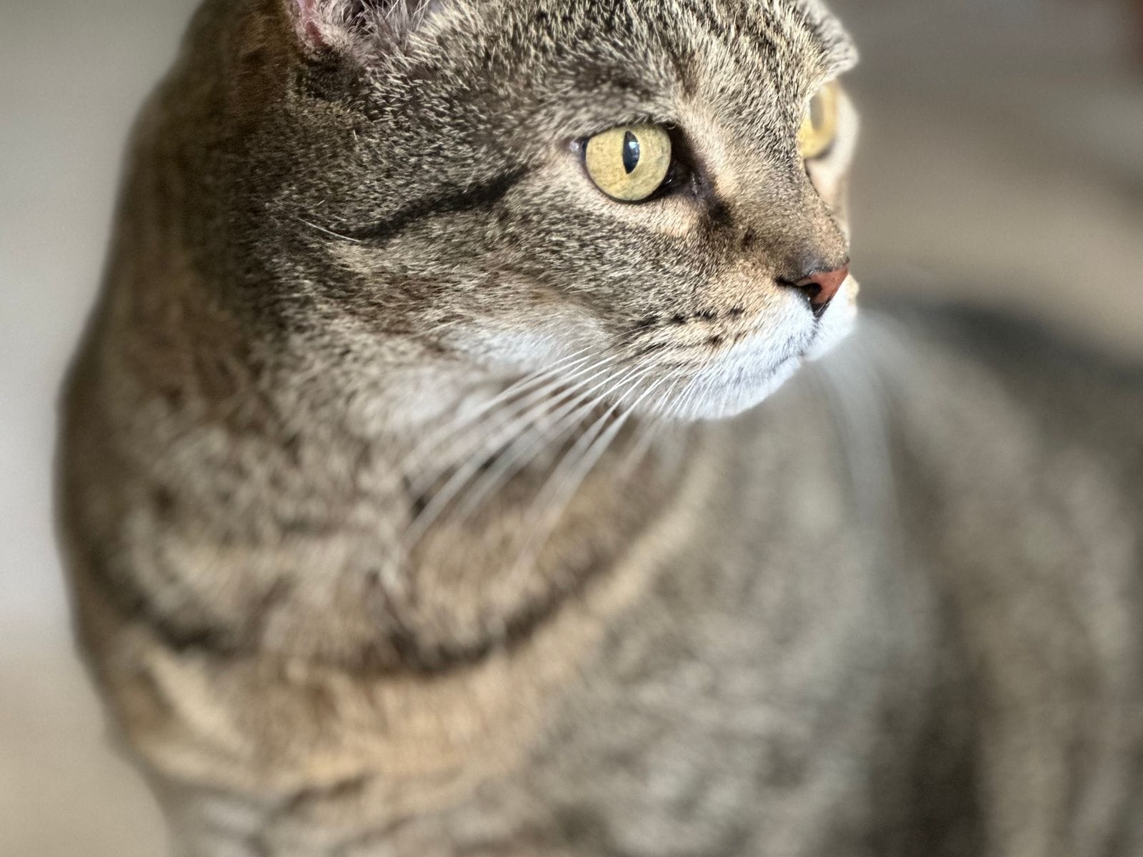 Calm cat companion
