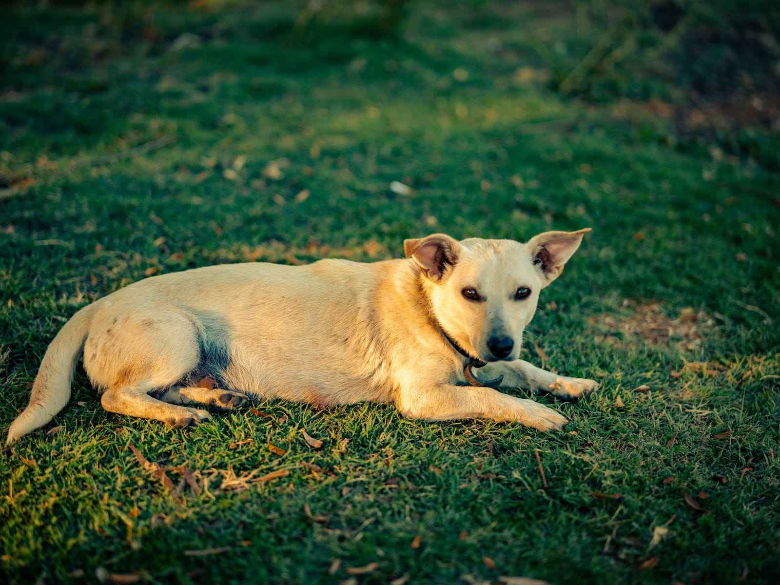 Calm dog companion