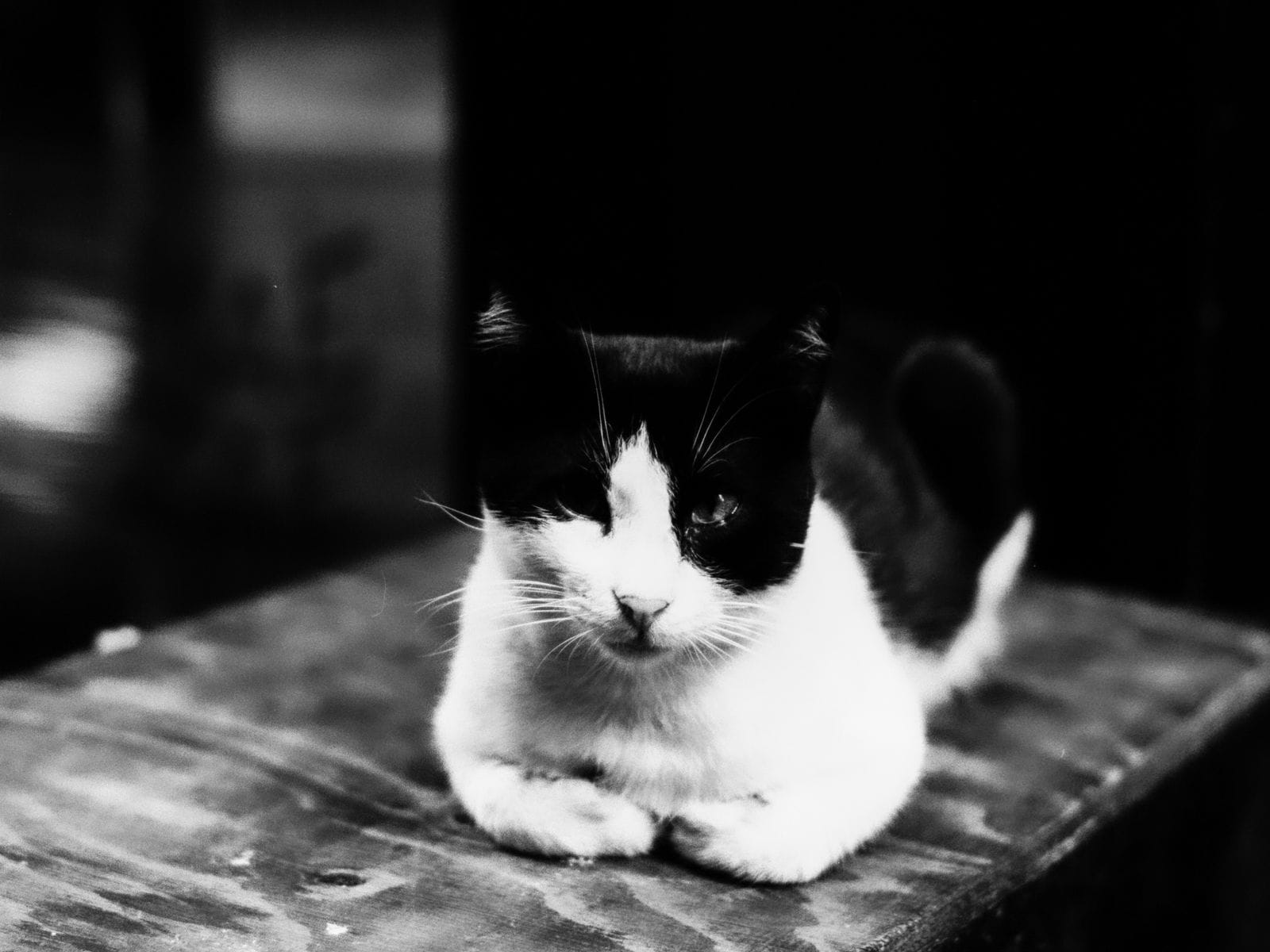 安静的猫咪